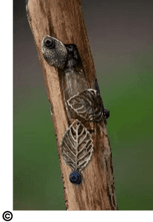 A close up of leaves on a tree branch