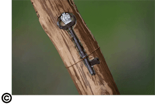 A key is attached to the side of a tree.